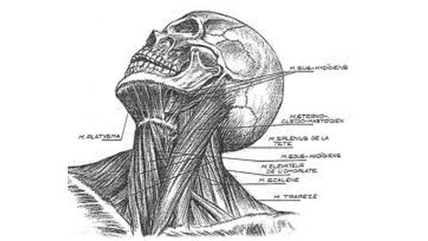 anatomie cou dr vladimir mitz chirurgien esthetique visage paris